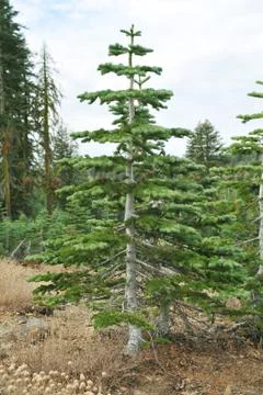 Young christmas tree Stock Photos