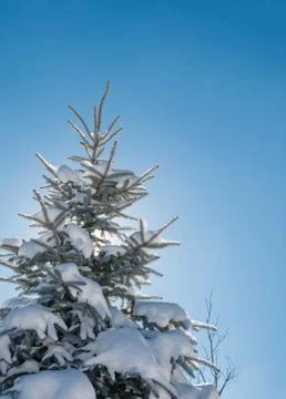 Young  Christmas Tree Stock Photos
