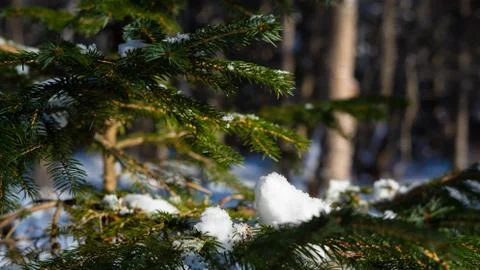 Young Christmas tree Stock Photos