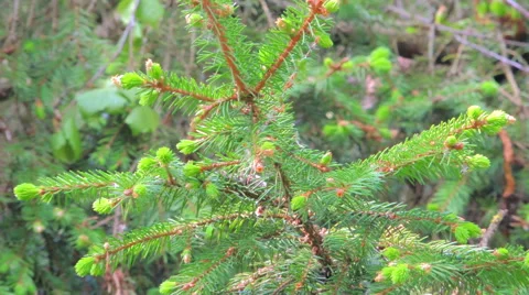 Young Christmas trees Видео 57317529