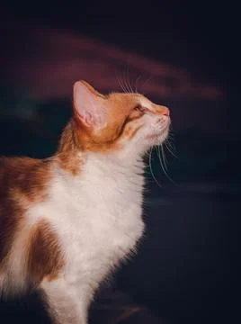 Young chubby kitty cat looking up, side view portraiture photograph. white an Stock Photos