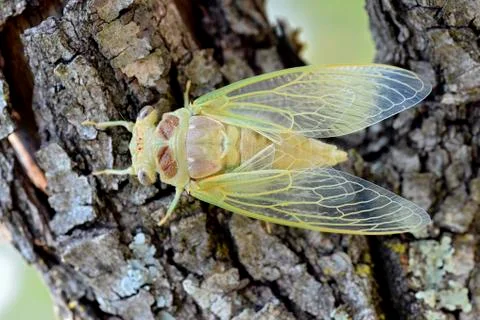 Young cicada on branch Stock Photos