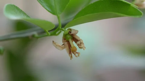 Young Citrus Fruit Developing From a Mandarin Blossom 動画素材 347994347