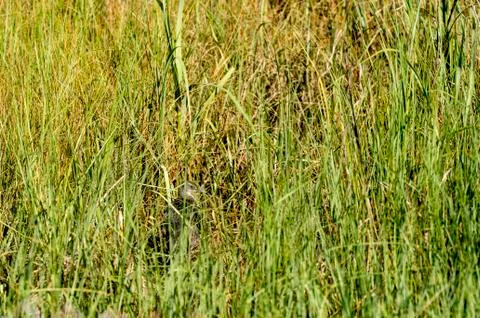 Young Clapper Rail in marsh grass Foto stock