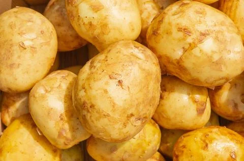 Young clean potatoes in sunlight as a background Stock Photos