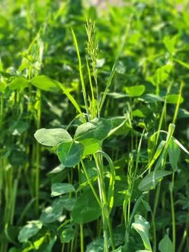 Young Clover in Sunlight Close Up Stock Photos