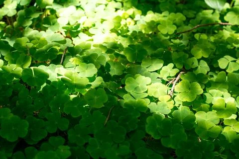 Young clover on which the rays of the sun fall Stock Photos