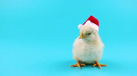 Young clucking rooster in Santa hat Stock Footage 68456849