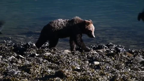 Young coastal brown bear is exploring for food Stock-Footage 170162346