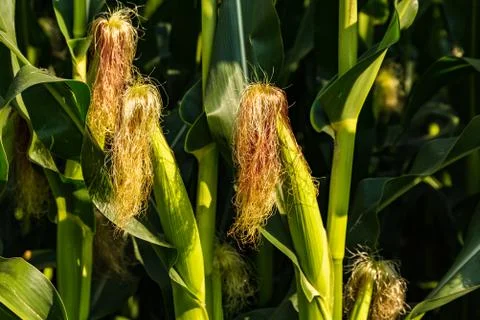 Young cob corn on the stalk. Maize field background Stock Photos