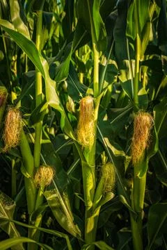Young cob corn on the stalk. Maize field background Stock Photos