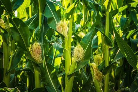 Young cob corn on the stalk. Maize field background Stock-Fotos