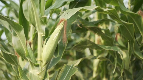 Young cob on corn stalk plant Video stock 127367202