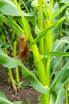 Young cobs of corn on a stalk green photo from the side Stock Photos