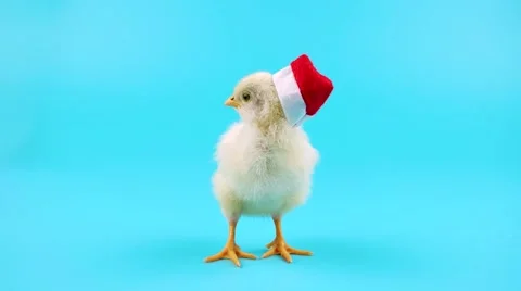 Young Cock or Rooster in red Santa Claus hat, symbol of 2017 Stock Footage 68456928