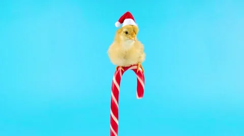Young Cock or Rooster in red Santa Claus hat on the candy cane, open mouth 動画素材 68833123