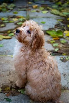 Young cockapoo looking up, portrait shot Stock Photos