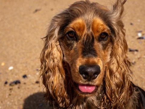 Young cocker spaniel on the beach facing the camera Stock Photos