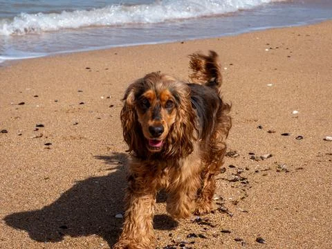Young cocker spaniel on the beach facing the camera Stock Photos