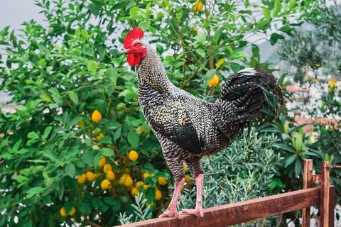 Young cockerel on a pole looks at the camera. Rooster on the background of .. Stock Photos