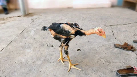 A young cockerel in a private yard is standing and looking out for something. Stock Footage 137329554