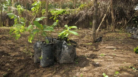 Young cocoa plants in their pot in a field, in Ivory Coast Stock Footage 220793439