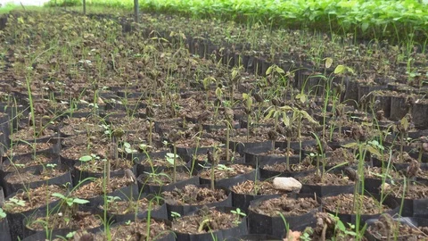 Young Cocoa tree Growing on the farm. Stock Footage 113820447