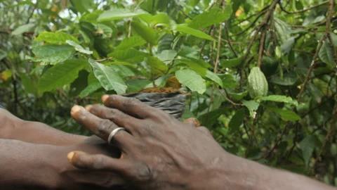 A young cocoa tree is passed from hand to hand, in Ivory Coast Stock Footage 220635579