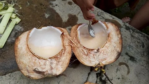 Young coconut Stock Footage 300652882