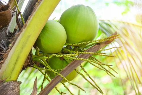 Young coconut fruit on the coconut tree,  fresh green coconut palm tree tropi Stock Photos