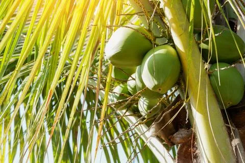 Young coconut fruit on the coconut tree, fresh green coconut palm tree trop.. Stock Photos
