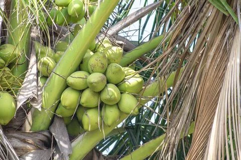 Young coconut fruit on tree Stock Photos