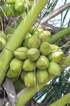 Young coconut fruit on tree Foto stock