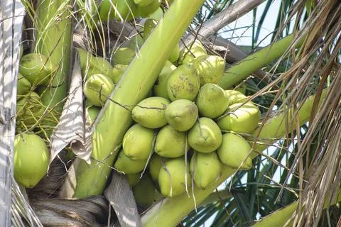 Young coconut fruit on tree Fotos Stock