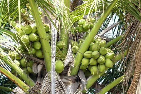 Young coconut fruit on tree Stock Photos