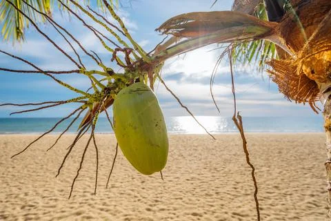 A young coconut hangs on a palm tree against the backdrop of the sunset. Summer Stock Photos
