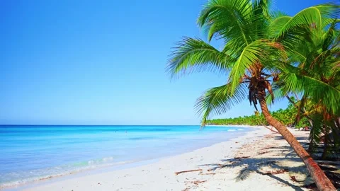Young coconut palm tree on sandy beach of Thailand. Nature video. Stock Footage 284058396