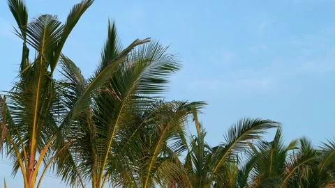 Young Coconut Palm Trees Swaying at Sunset Stock Footage 340180320