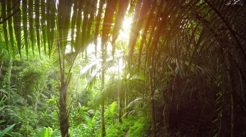 Young Coconut Palms along a Nature Trail in Southeast Asia. UltraHD video Stock-Footage 59797376