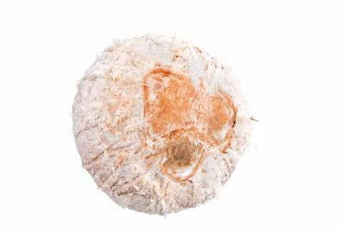 Young coconut Photos