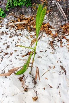 Young coconut Stock-Fotos