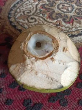 Young coconut Foto stock