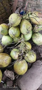 Young coconut Stock Photos