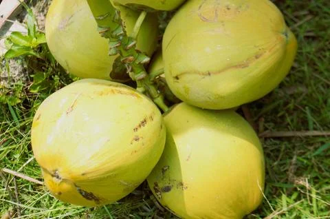 Young coconut Stock Photos