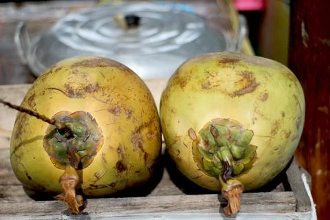 Young Coconut Stock Photos