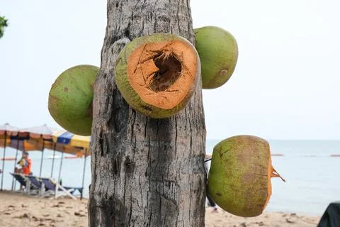Young coconut on the sandy beach. Stock Photos