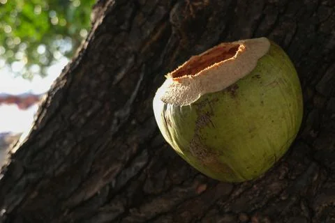Young coconut on the sandy beach. Stock Photos