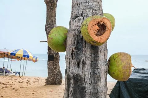 Young coconut on the sandy beach. Stock Photos