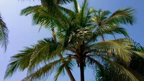 Young coconut tree on the shore of the Indian Ocean in the light Stock Footage 73223657