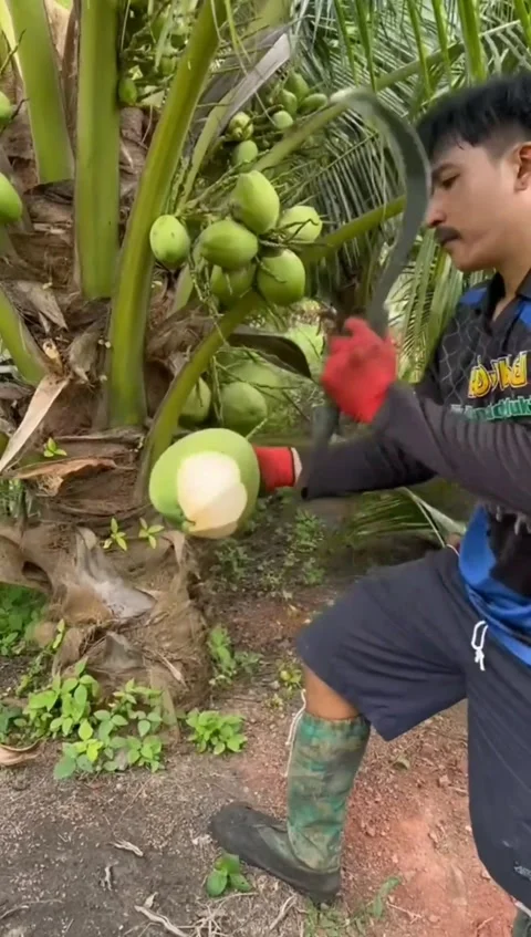 Young coconut(kelapa muda) Stock Footage 244695032